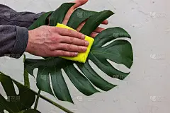 照料和清洁植物和花卉。男性园丁掸怪兽树叶的特写