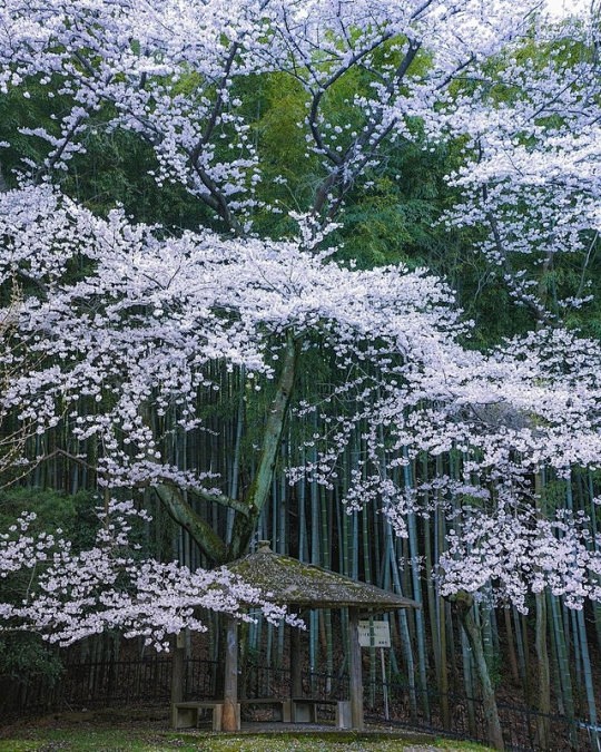 (1) Tumblr