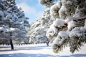 皑皑白雪冬季雪景雪松风景摄影图