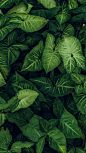 Plants wall paper