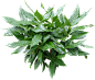 桃叶珊瑚04