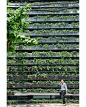 A arquitetura internacional também é uma ótima fonte de inspiração. Este prédio comercial em Xangai, na China, leva a assinatura do escritório Kengo Kuma. É impossível não se render à fachada com fileiras de hera, que virou uma grande área verde. Durante 