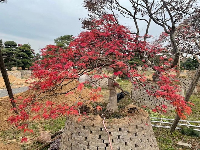 羽毛枫