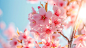 Soft pink cherry blossoms against a clear sky, symbolizing love and harmony.