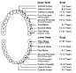 Permanent Teeth Eruption Chart. Incisor/ Canine/ Premolar/ Molar