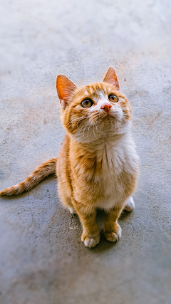 看见你安好采集到猫