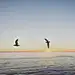 拔丝地瓜俊