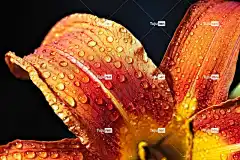 花 橙花 盛开 自然 特写 美丽的花朵 露滴 花卉背景 花壁纸