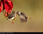 1x.com - Scarlet-headed Flowerpecker by Octavianus Darmawan