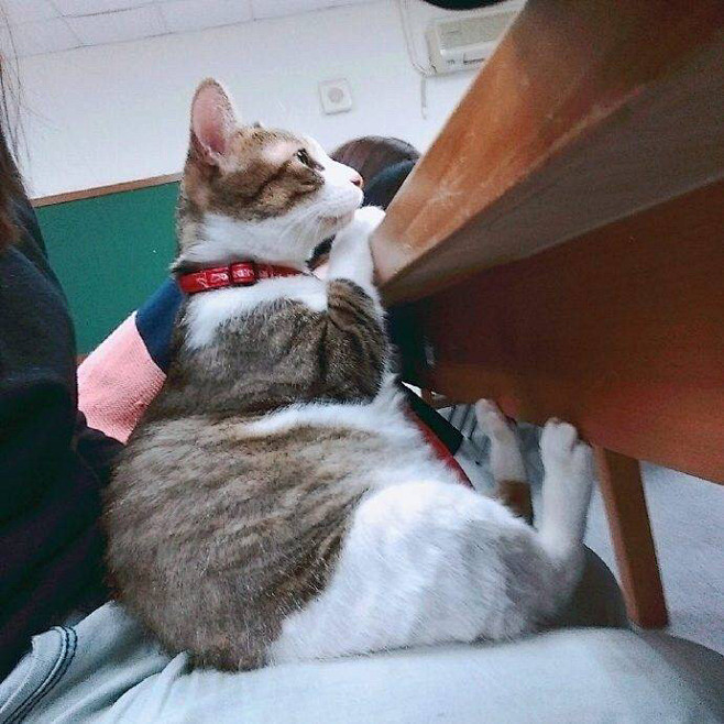 全班唯一认真听课的同学哟～
#猫咪#