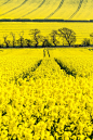 Rape Fields