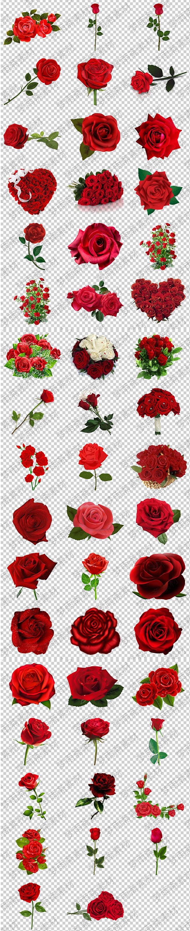 浪漫爱情红色玫瑰花红玫瑰png格式透明底...