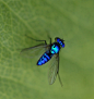 大自然给予昆虫的色彩 - Arting365 | 中国创意产业第一门户]