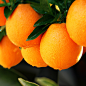 农夫山泉17.5°橙子 铂金果2.5kg装甜橙新鲜水果赣南脐橙