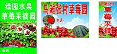 草莓  - 源文件下载【酷图网】草莓,采摘,海报,画面,摘草莓,