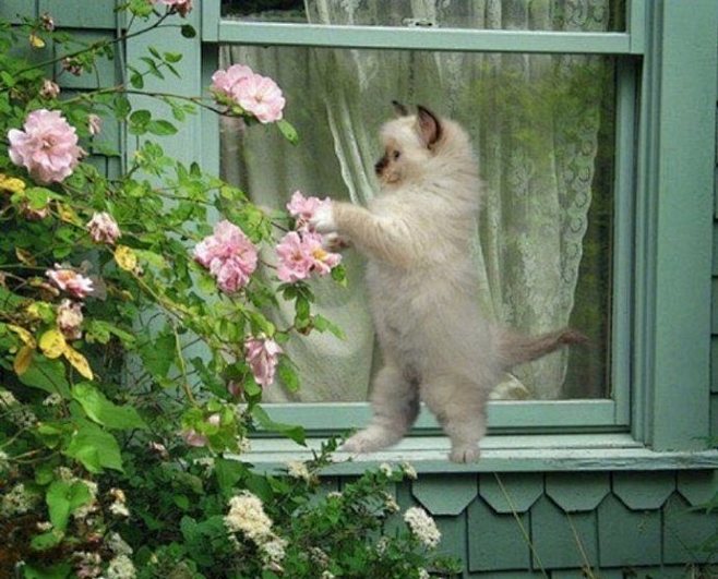 我是你花园里的一只小猫咪。 ​​​​