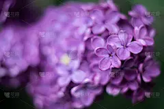 丁香紫花的特写