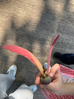 青年凉品采集到超级植物公司