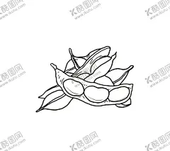 蚕豆 【酷图网】南豆,胡豆,佛豆,罗汉豆,兰花豆,坚豆,大豆,手绘蚕豆,线描蚕豆