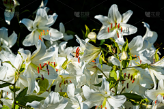 nonac采集到花花草草 场景