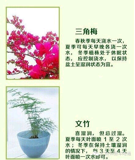 18种常见家养绿植的正确浇养指南