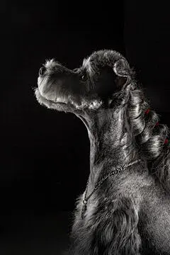点击来源直接获取大图文件 |Schnauzer dog with necklace and braid hairstyle, anthropomorphic, gangster image, black background, close-up(Schnauze)