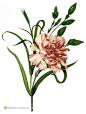 外国经典手绘花卉 (1)
