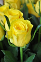 Long Stem Yellow Roses :)