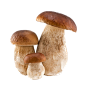 蘑菇