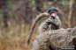 Baby Chacma Baboon by Tanya Stollznow on 500px