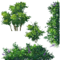 newbie_plant_20