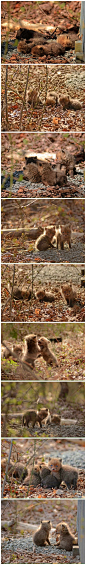 趁着狐狸妈妈出去打猎~摄影师Philip Wang拍下了后院的这一堆狐球球
