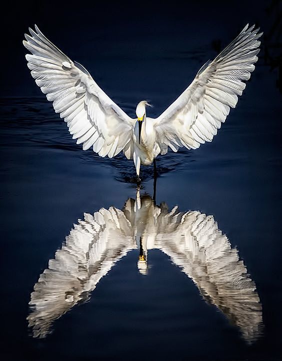 WOW! flight span bea...