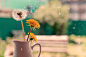 pitcher, summer, flowers, dandelion