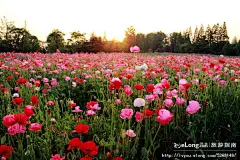 【上海】初夏花儿芬芳美，采摘几朵送友人, 潘昶永旅游攻略