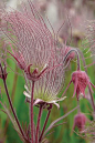 草原烟   Prairie Smoke 