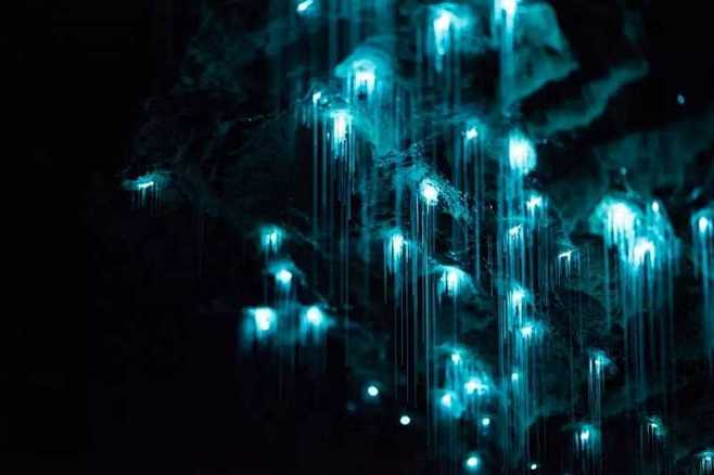 新西兰怀托摩萤火虫洞，仿佛阿凡达的星球~...