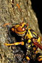 Paper Wasp!  Call A1 Bee Specialists in Bloomfield Hills, MI today at (248) 467-4849 to schedule an appointment if you've got a stinging insect problem around your house or place of business!