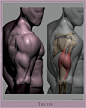 triceps_005