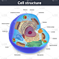 人类的细胞，矢量图的结构