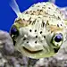 河豚魚
