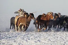 欢腾的雪原