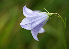 彩雲追月采集到花