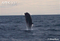 北瓶鼻鲸 Hyperoodon ampullatus 哺乳纲 鲸目 喙鲸科 瓶鼻鲸属
Northern Bottlenose Whale, Hyperoodon ampullatus (Cetacea, Odontoceti)