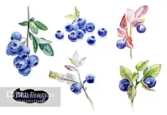 蓝莓水彩手绘插图隔离在白色上,blueberry watercolor hand drawn illustration isolated on white - 图片详情-图虫Premium正版图片,视频,插图,微博微信公众号配图,自媒体素材