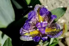 花 自然 花卉背景 植物 花壁纸 百合 春天 花园 美丽的花朵