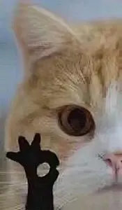 OKOK【可爱猫咪】表情包_OKOK【可爱猫咪】表情包下载_OKOK【可爱猫咪】动态gif表情图-4399聊天表情包大全