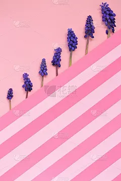 麝香花花卡。葡萄风信子，杏黄蘑。紫色麝香猫在粉红色条纹几何背景。花卉图案。春天的花。美丽的花朵背景在