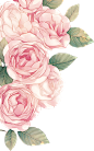 roses_png_by_dothenyancat-d8pcner