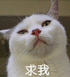 小江山-采集到糗糗